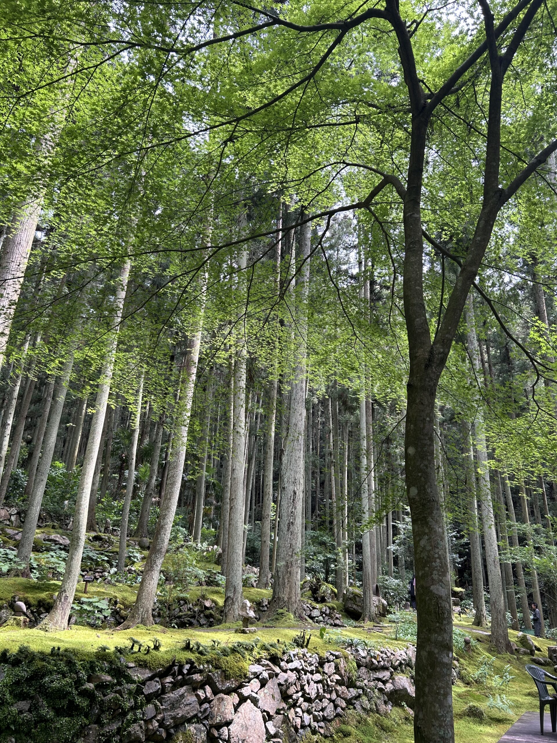 癒しの空間🌿