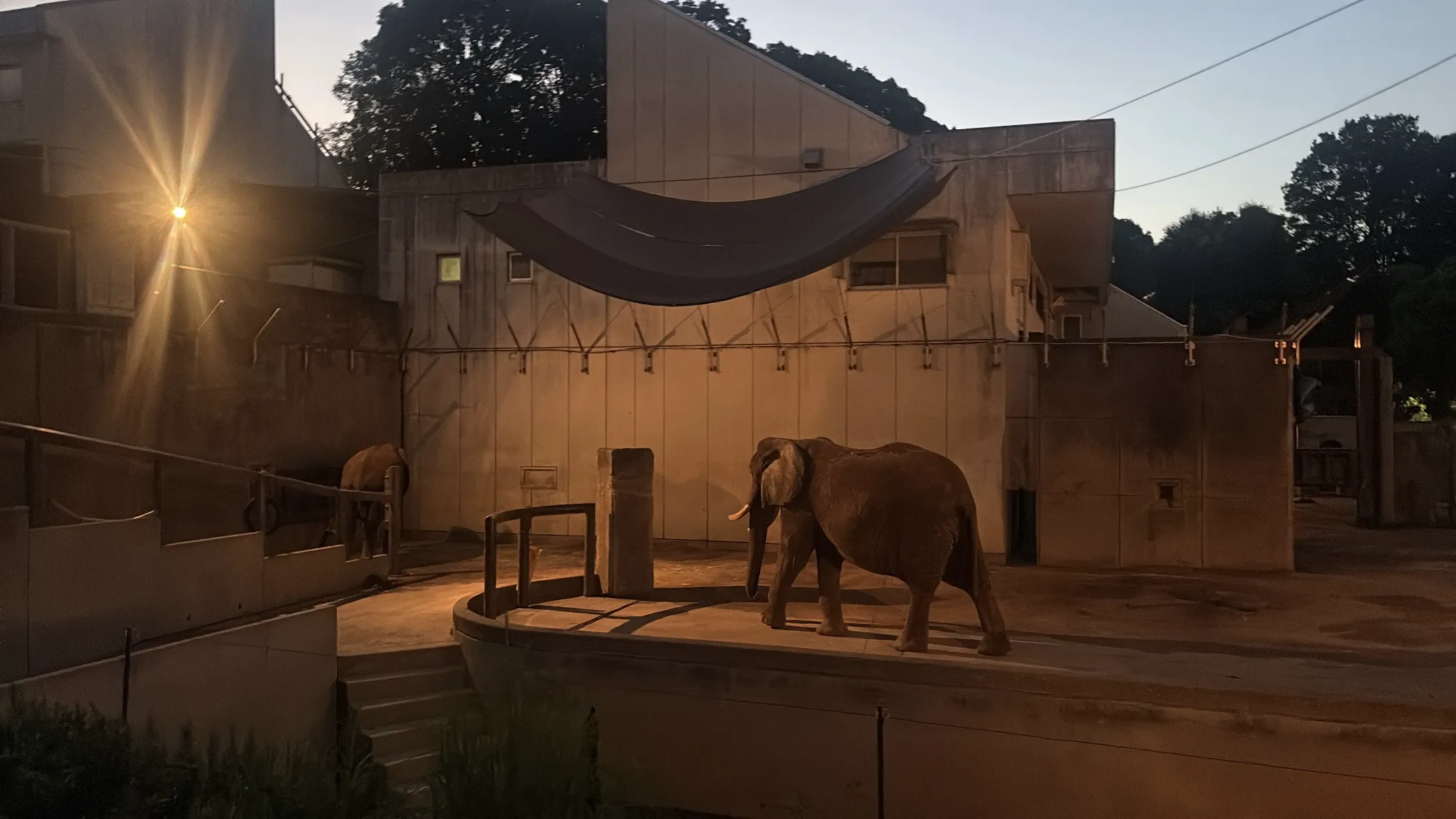 夜の動物園🐘