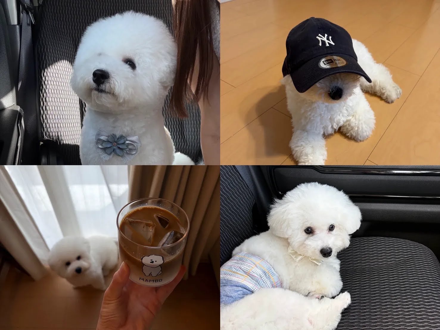 愛犬との暮らし🐾